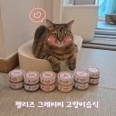 도기펫 | 고양이 주식캔 추천, 펠리즈그레이비 고양이 습식 캔