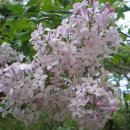 수수꽃다리 이미지