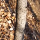 생강나무 / 낙엽활엽관목 / 3~4, 9월 / Lindera obtusiloba Blume 이미지