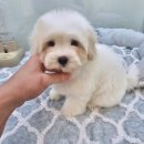 도그송 강아지분양 인천 송도점 이미지