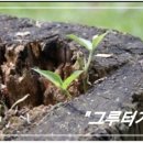 그루터기 이미지
