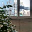 오피스나무 이미지