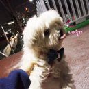 지켜줄개 이미지