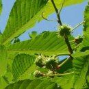 칠엽수 (Horse chestnut) 이미지