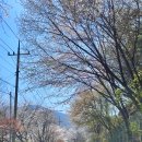 양평벚꽃하우스 이미지