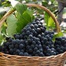 녹수농장 이미지