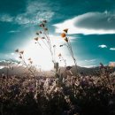 블룸(BLOOM)