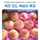 옥천공설운동장 | [대전 세종 근교 나들이] 여름 과일축제 추천! 옥천 포도복숭아축제!!!