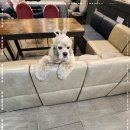 블링독793 이미지