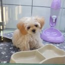 퍼피앤유 김포점 이미지