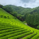 차밭매점 이미지