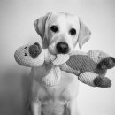 즐거운 클래식기타 (A) 이미지