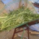 명개리(간이) 이미지