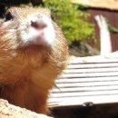 뿌리동물농장 이미지