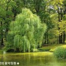 [아일랜드 민요] "버드나무 정원을 지나" Down by the Salley Gardens - 마우라 오코넬 &amp; 카렌 매더슨(보컬) 이미지