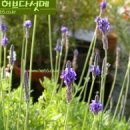 라벤다 이미지
