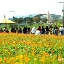 장성황룡강노란꽃잔치 축제장3 이미지
