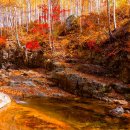 자작나무숲 이미지