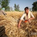 세계 2위 밀 생산국 인도, 밀 수출 금지…정부가 통제 이미지