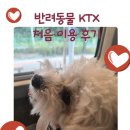 반려동물 KTX 탑승 가능할까? 강아지와 처음 이용한 후기