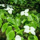 자연을 노래하다 이미지