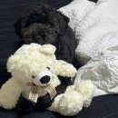 뽀송뽀송애견놀이방 이미지