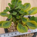 리치아이 이미지