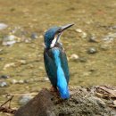 고덕천의 물총새(Common kingfisher) 이미지