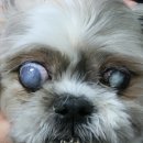 한빛동물병원 이미지