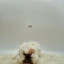 특별한 동물가게 이미지