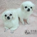 우리들펫샵