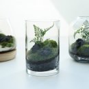 테라리움A 이미지