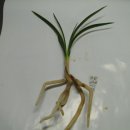 피기피기 이미지