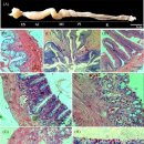 미꾸리 소화관(intestine)의 부위별 조직학적 특징 이미지
