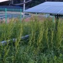 명당 태양광발전소 이미지