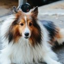 운정호수동물메디칼센터 이미지