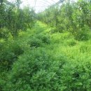 크로바농장 이미지