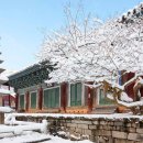 봉옥 | 겨울 여행지 고창 선운사 설경과 동백나무가 만든 사찰