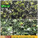 11월 12일. 한국의 탄생화와 부부 사랑 / 탱자나무, 유자나무, 황벽나무 그리고 레몬 이미지