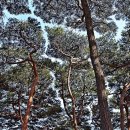 소나무숲 이미지