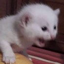 J하우스 이미지