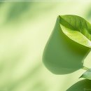 웨이브필 이미지