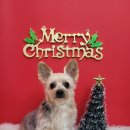 이쁘개 애견샵 이미지