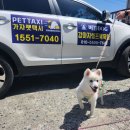 가자펫택시 이미지