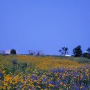 보라꽃화원 이미지