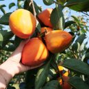주렁주렁제철농장
