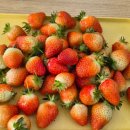 용안 농장 이미지