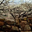 봄을 그리다 이미지