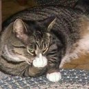 멋진 고양이 이미지