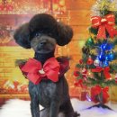 아띠그루밍 이미지